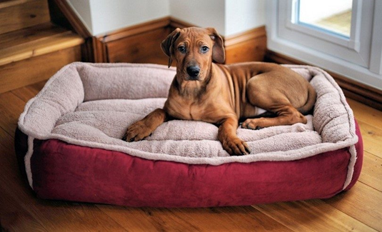 Finding the perfect bed for your paw friend